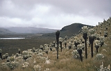 561_Paramo El Angel (3600 m)